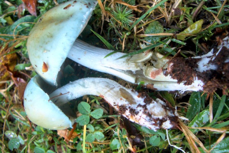 Hygrocybe psttacina ?